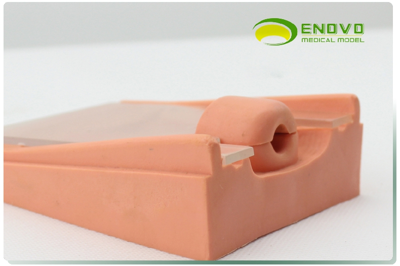 现货速发【医教模型】颐诺 避孕指导演示模型