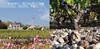 玫瑰夫人干红1855二级庄玫瑰山庄副牌 La Dame de Montrose 2011 商品缩略图3