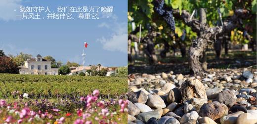 玫瑰夫人干红1855二级庄玫瑰山庄副牌 La Dame de Montrose 2011 商品图3