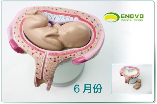 现货速发【医教模型】ENOVO颐诺 妊娠组织胚胎发育胎儿形成过程模型 商品图3