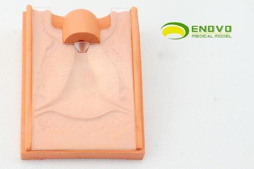 现货速发【医教模型】颐诺 避孕指导演示模型 商品图1