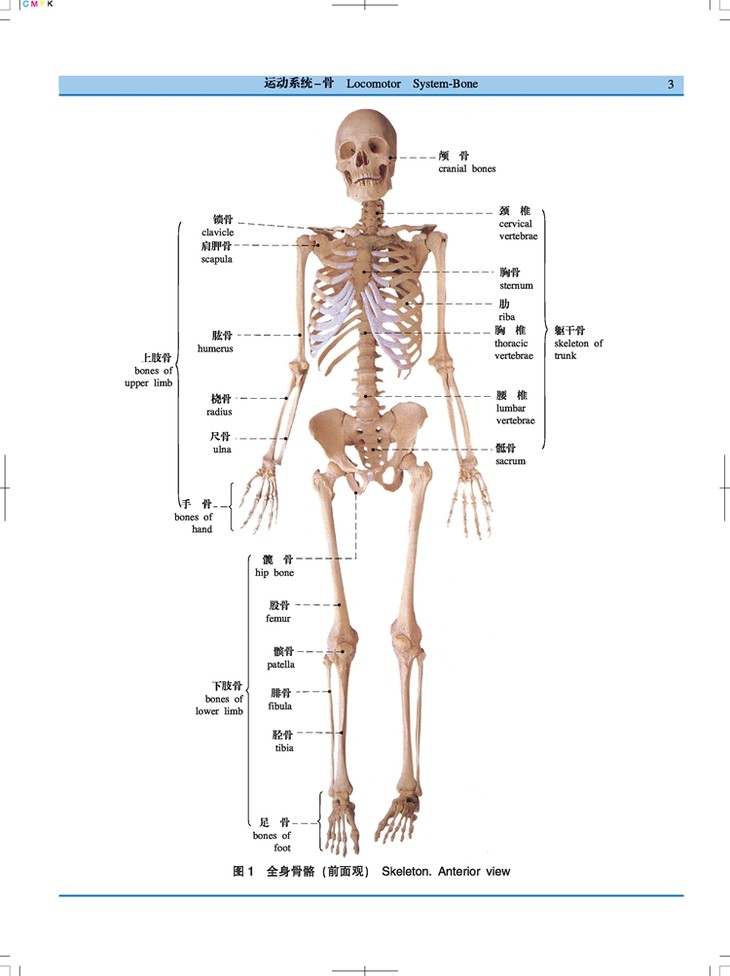 人体解剖学标本彩色图谱(第2版) 作者:钟世镇 广科出版