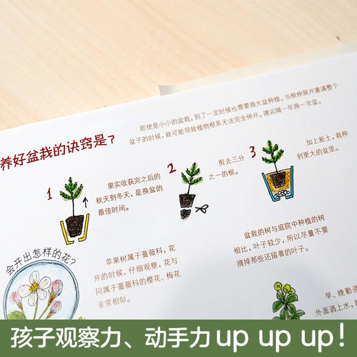 【7-10岁】庭院里的宝藏 大野八生 著【随书赠送花种一包】中信童书 科普绘本 商品图2