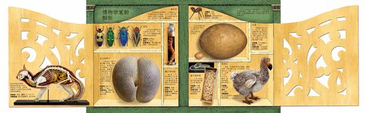 《藏在橱柜里的博物馆》【绘本】 商品图4