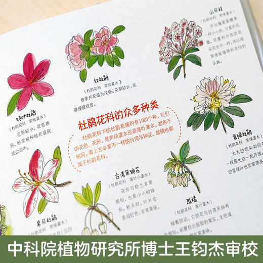 【7-10岁】庭院里的宝藏 大野八生 著【随书赠送花种一包】中信童书 科普绘本 商品图3