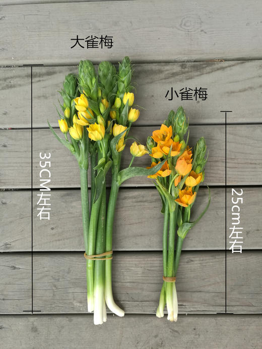 新品速递|橙色小雀梅，5支 商品图2