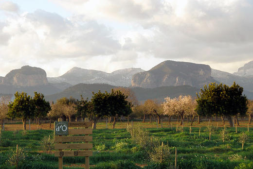 冰念红葡萄酒  Bodega Biniagual Finca Biniagual Veran Spain 商品图2