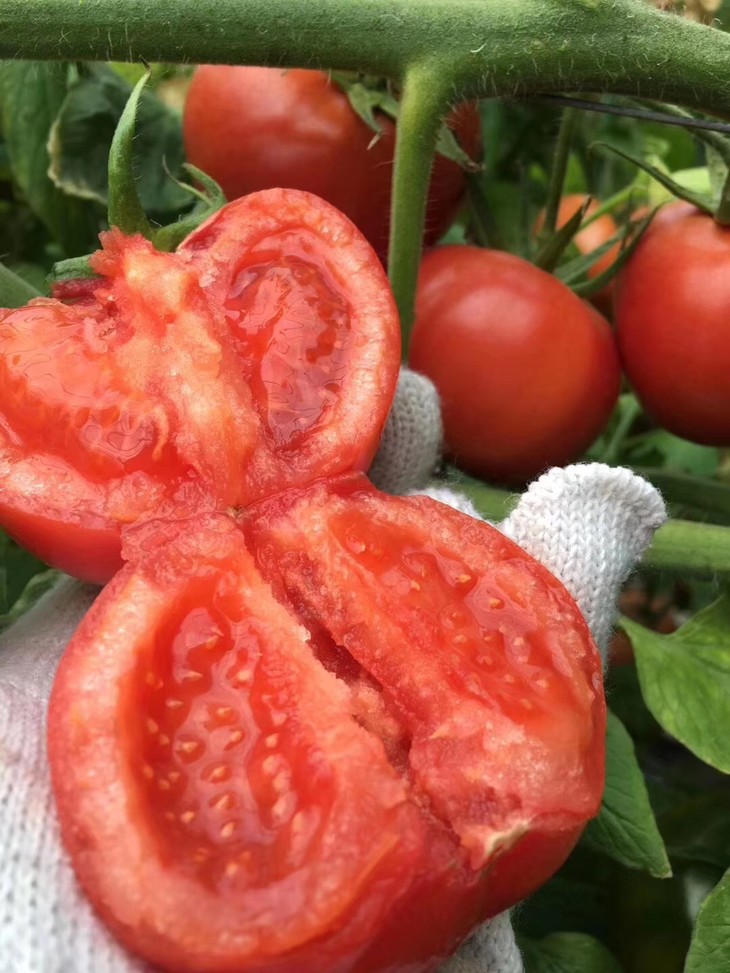 普罗旺斯西红柿成熟期