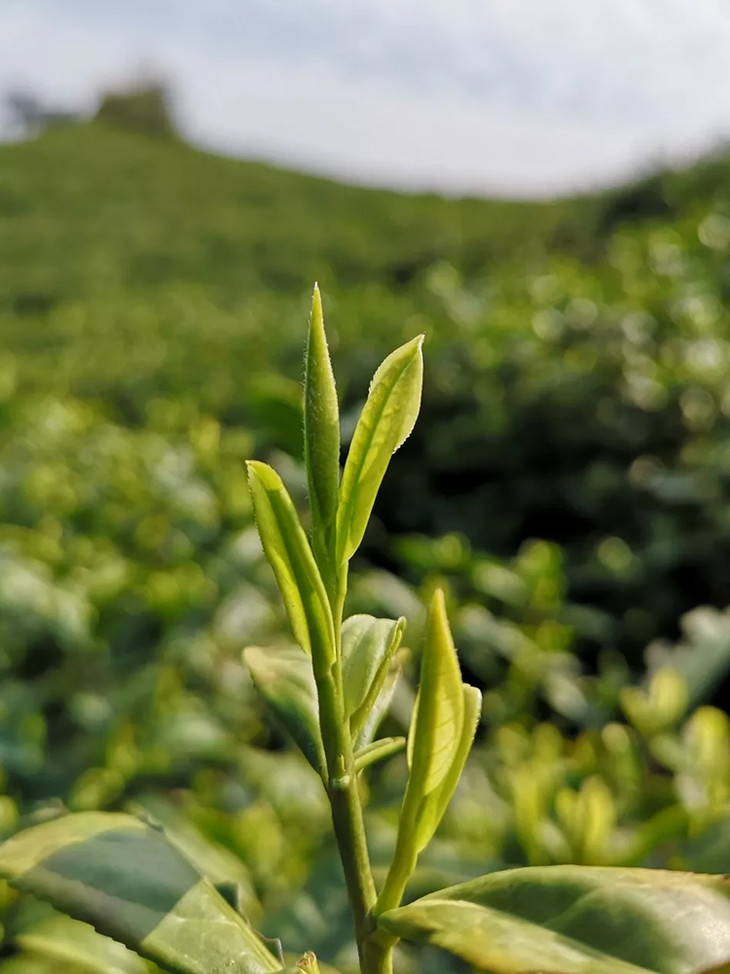 安吉白茶的茶树是一个温度敏感的树种