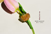 蝶恋花 商品缩略图1