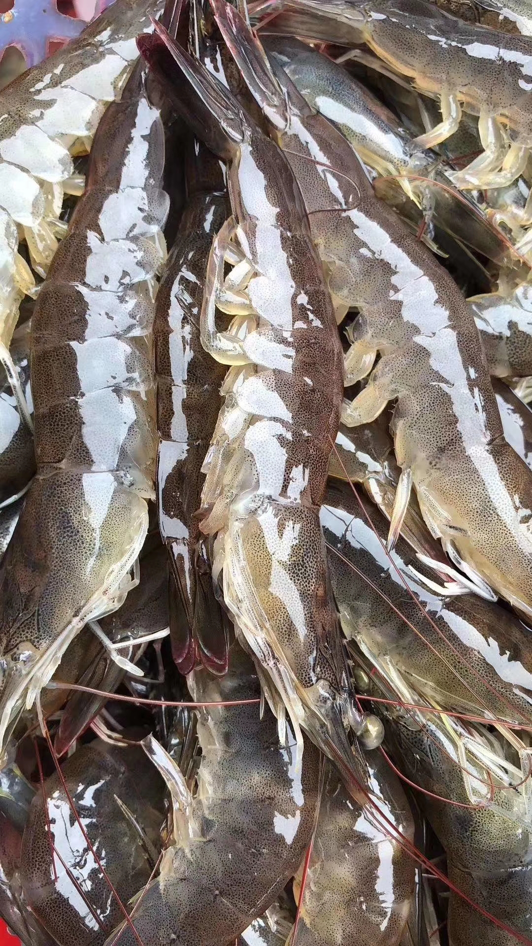 【中海虾】(每盒250克约18-22只)活捕海虾 新鲜急冻 营养丰富_源产地