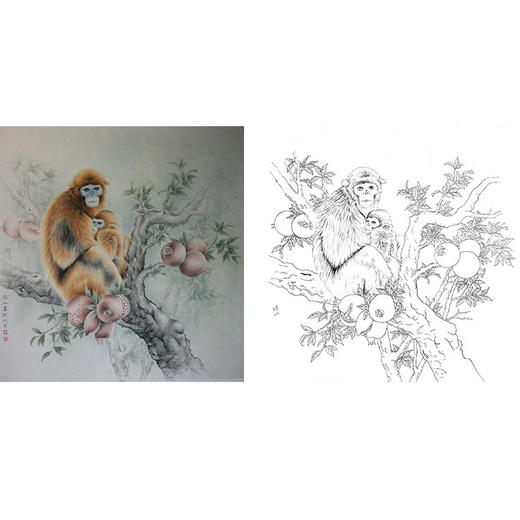 工笔动物白描底稿-李保山-金丝猴-斗方小品册页-多种白描尺寸可选-EL03 商品图0