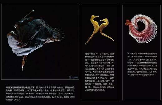 湛庐┃极端生存：首次探秘海洋里的10种神奇的极端生命 商品图3