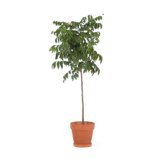 伽罗 JALO 绿植-黄皮树 商品图0