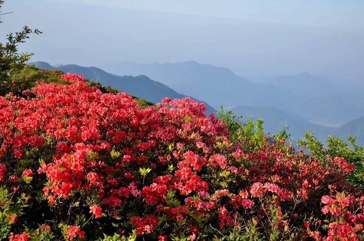 27抓住春天的尾巴,探访网红高山杜鹃花(1天