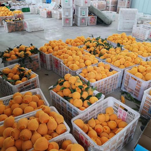 （测试）伦晚甜橙 商品图4