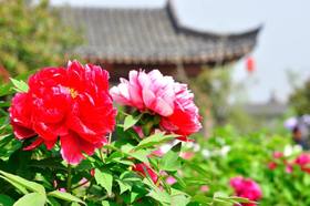 （永久下架）尚湖沙家浜自然研学—奥兜兜国风童年牡丹记