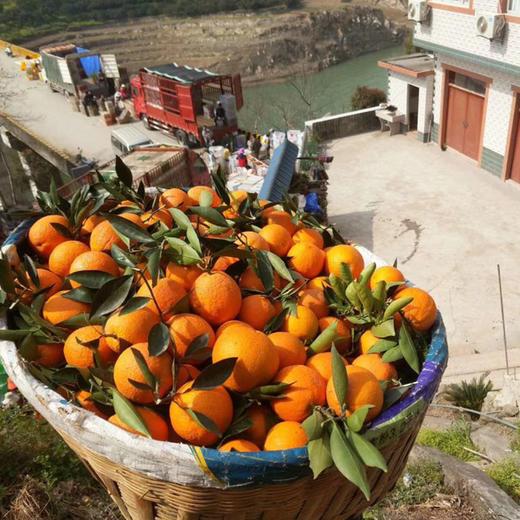 （测试）伦晚甜橙 商品图3