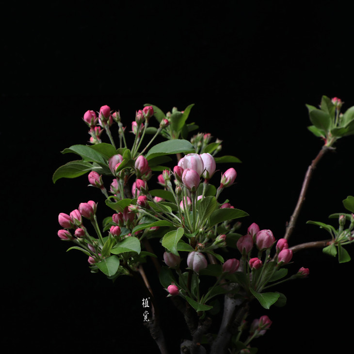 植觉【姬苹果】书房桌面室内盆景阳台庭院趣味盆栽植物 姬苹果 贰