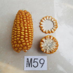 良玉M59自交系