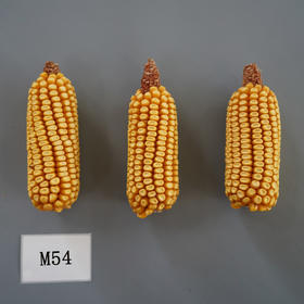 良玉M54自交系