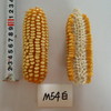良玉M54白自交系 商品缩略图0