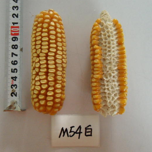 良玉M54白自交系 商品图0