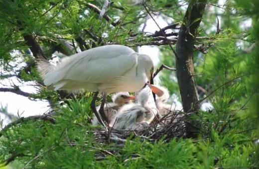（永久下架）尚湖沙家浜自然研学—奥兜兜国风童年牡丹记 商品图1