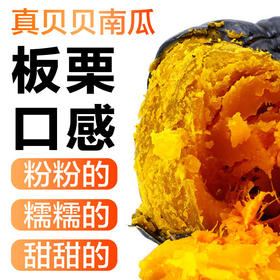 【新进品种 多种维生素 】贝贝南瓜 板栗南瓜迷你小南瓜