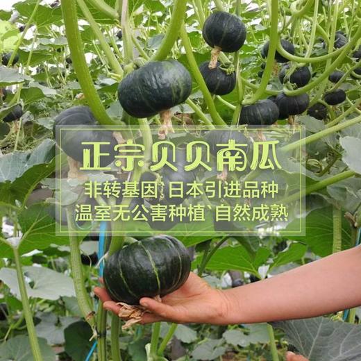 【新进品种 多种维生素 】贝贝南瓜 板栗南瓜迷你小南瓜 商品图3