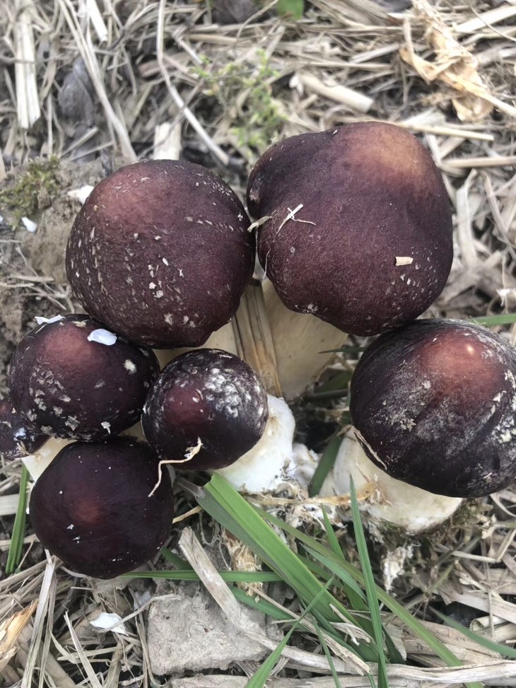 大球盖菇,真正的生态菌菇,种植在稻草泥土上 不用农药化肥,自然生长