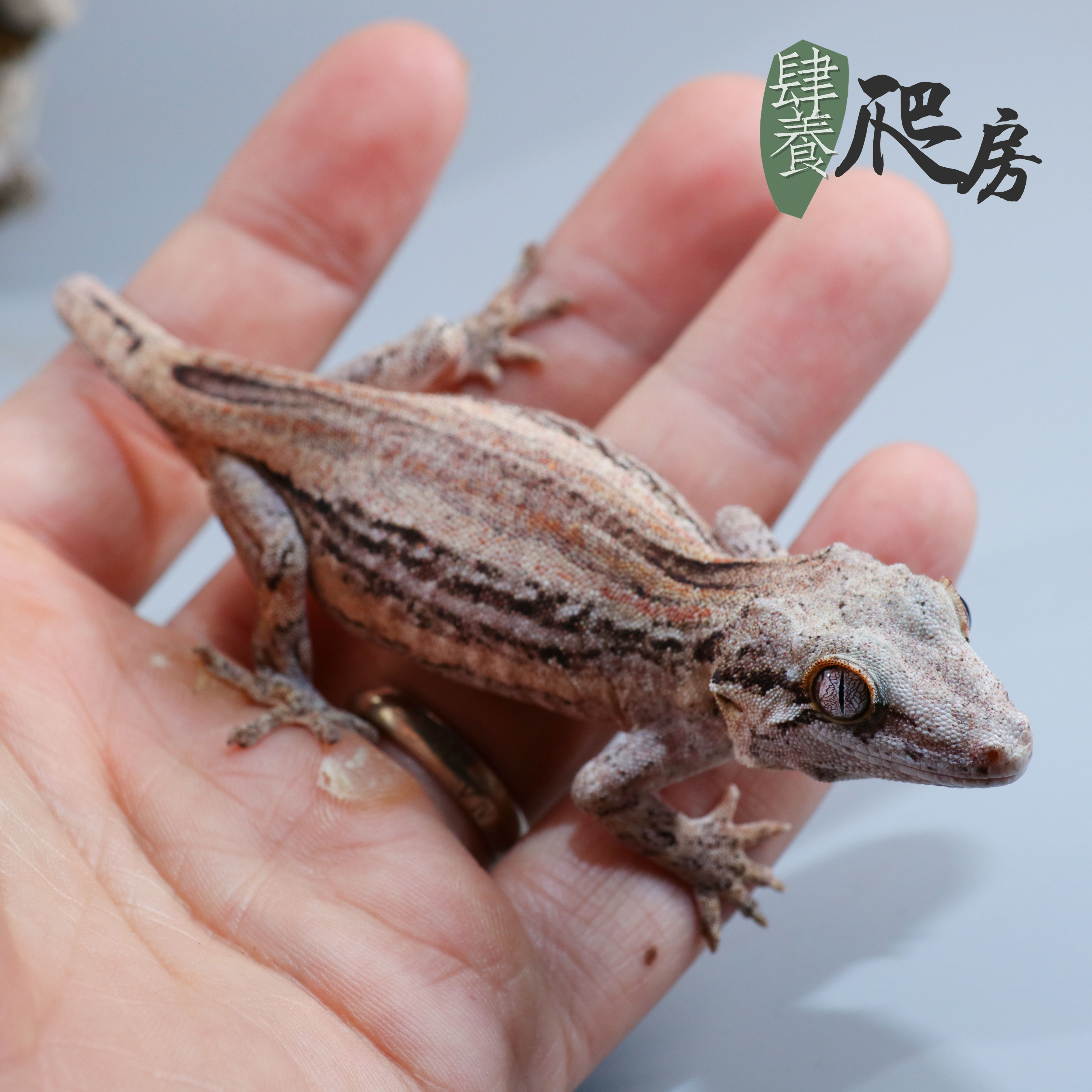 ht盖勾亚守宫r属守宫16cm左右