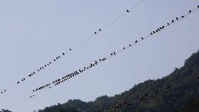 非常时期的非常祝福 ——除夕之夜话共生