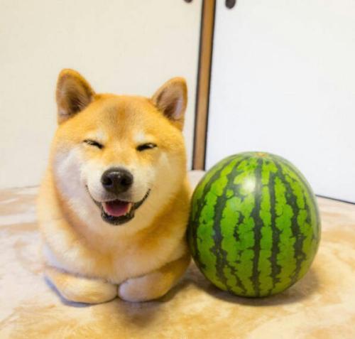 乔木测试B 商品图0