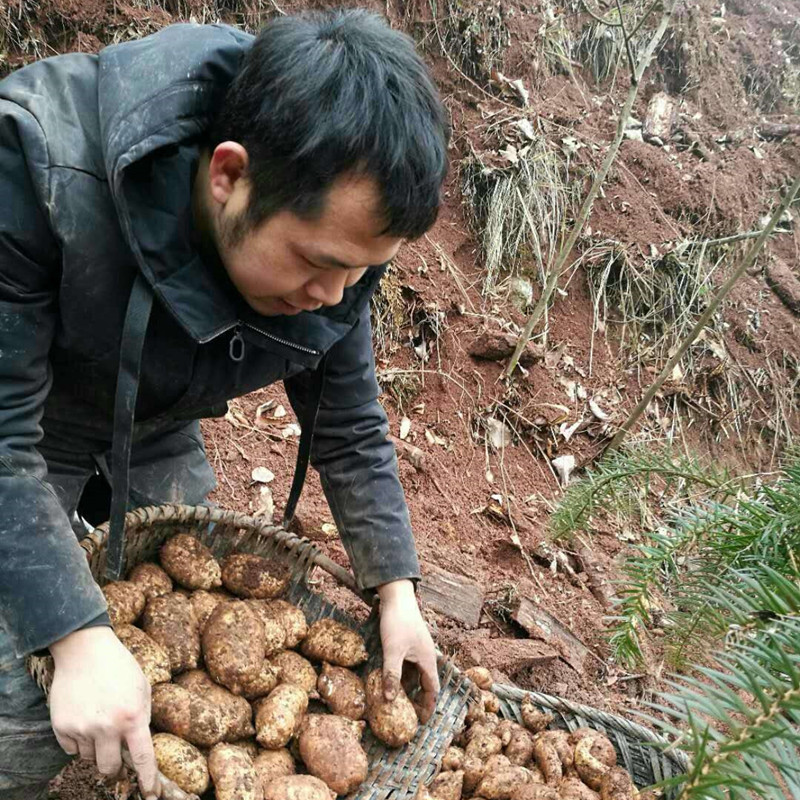 云南昭通小草坝天麻·鲜品 干品·云南昭通市彝良县