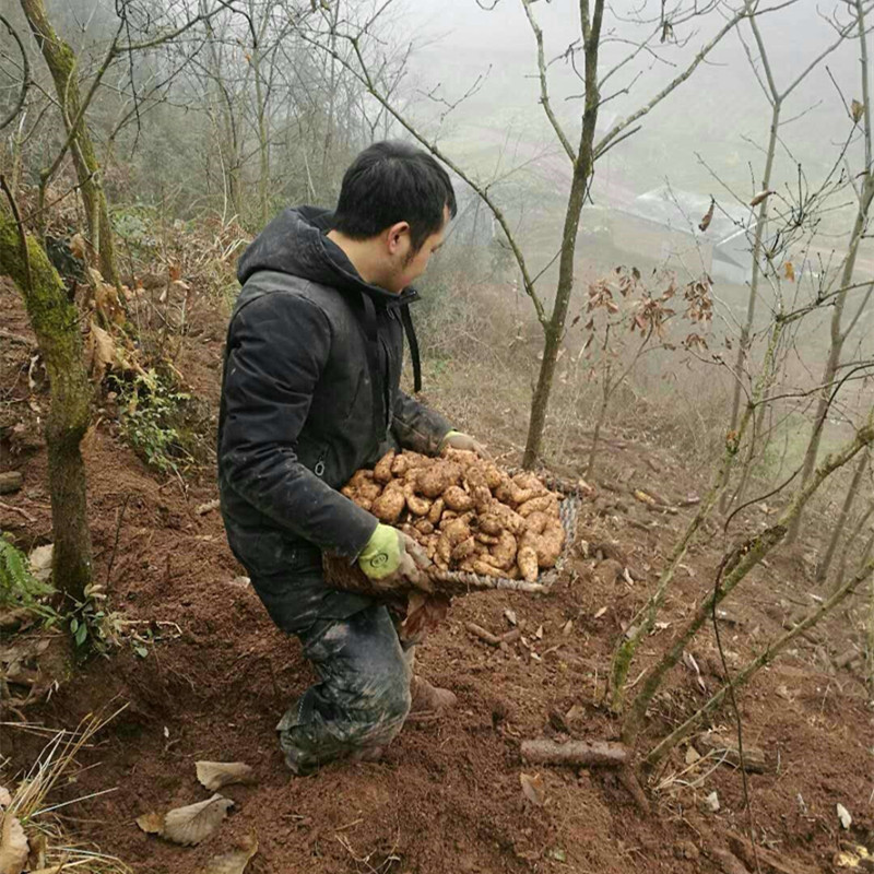 云南昭通小草坝天麻·鲜品 干品·云南昭通市彝良县
