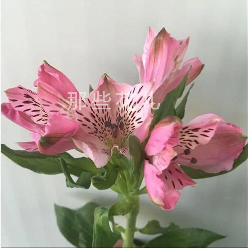 粉色六出花(水仙百合)