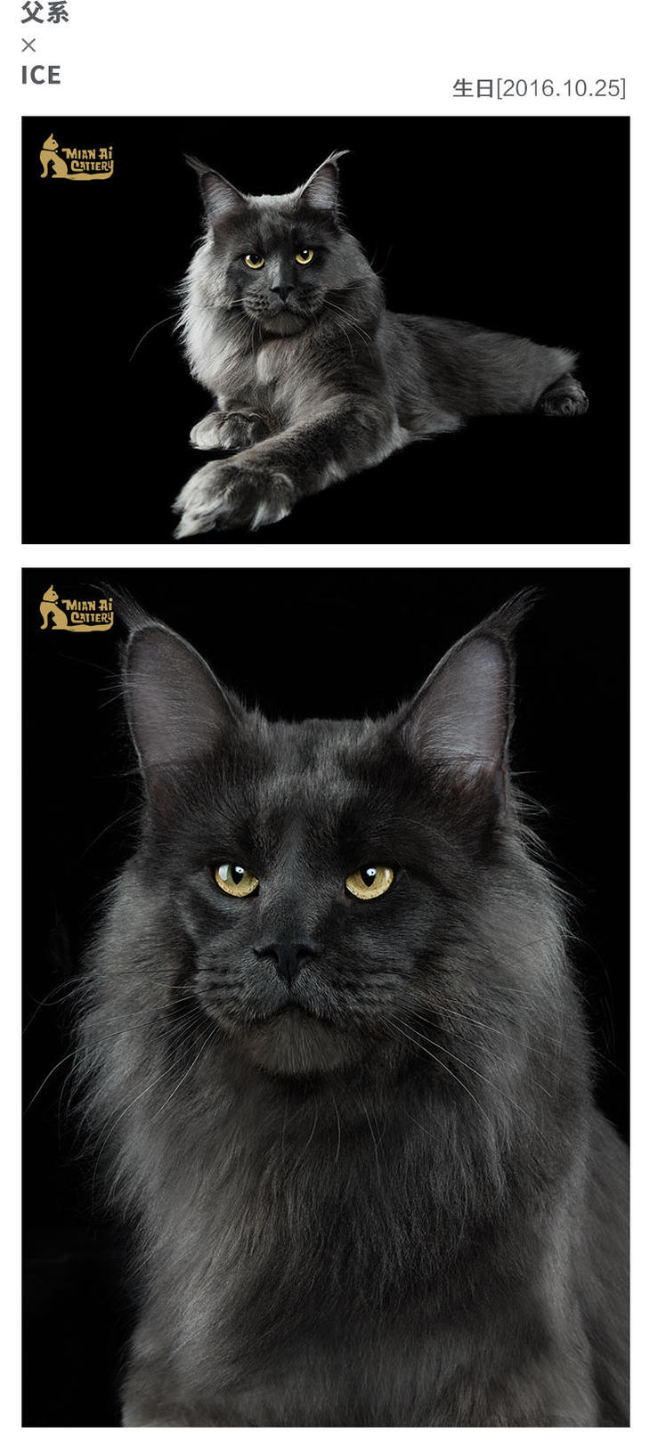caac缅爱猫舍缅因库恩猫纯种猫宠物猫咪定金