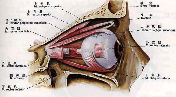 不仅如此,眼外肌肉总在压迫眼球,还会让晶状体变形,加深近视.