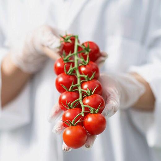 鸡尾酒樱桃小番茄   串装小西红柿  285g  15天后发货 商品图0