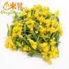东升 青瓜花 黄瓜花  广州蔬菜新鲜配送200G 商品缩略图1