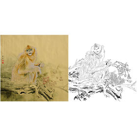 工笔动物白描底稿-孙锡之作品十二生肖-猴-斗方小品册页-SY09