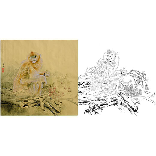 工笔动物白描底稿-孙锡之作品十二生肖-猴-斗方小品册页-SY09 商品图0