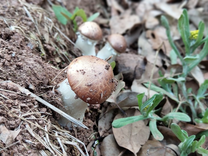 龙观生态蘑菇,大球盖菇