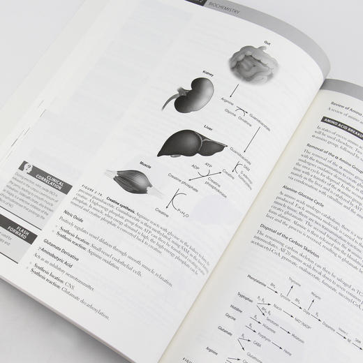USMLE Step 1 基础知识（第3版）（英文版）美国执业医师资格考试、医生、医学生、基础医学 商品图4
