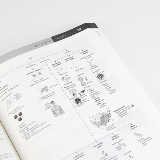 USMLE Step 1 基础知识（第3版）（英文版）美国执业医师资格考试、医生、医学生、基础医学 商品图3