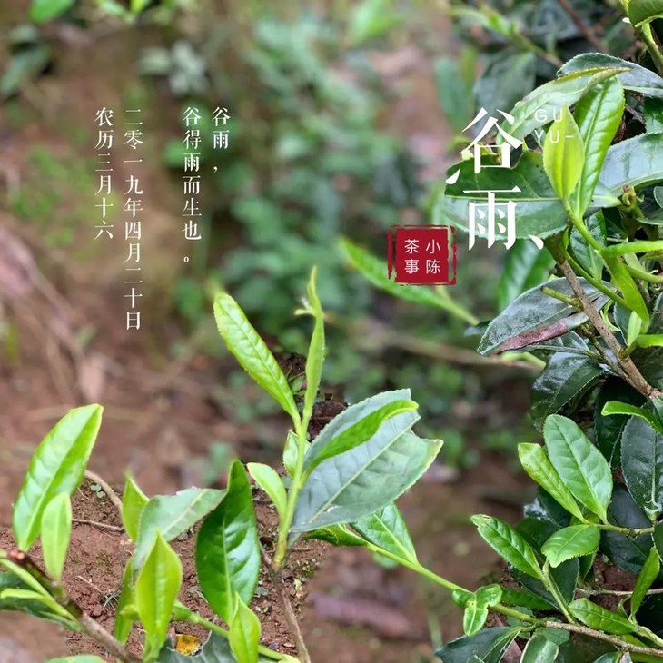 茶得微风拂,春逢谷雨晴,2019高山谷雨茶开启预订!