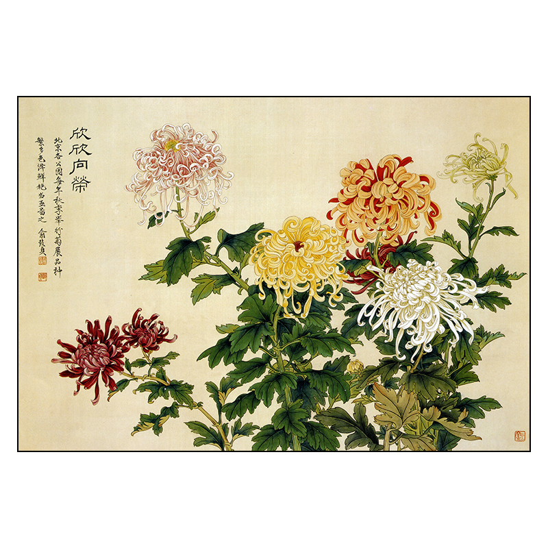 hf134俞致贞工笔画菊花白描底稿国画花鸟小品画谱临摹