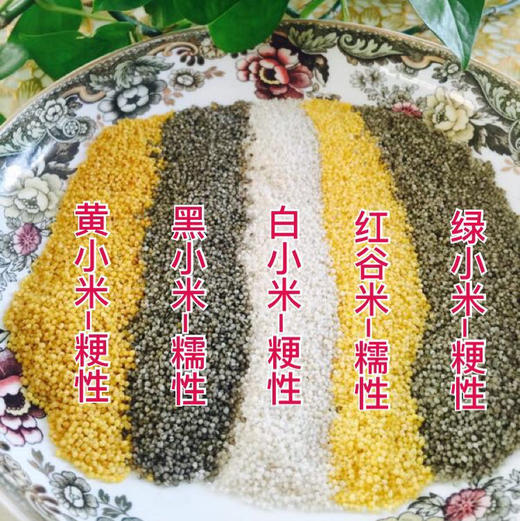 山西五色小米 500个*3袋 （黄小米/黑小米/白小米） 商品图1