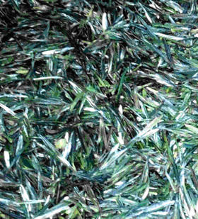 周小云牌 太青野云峰  二叶一芽 滋味甘甜 250g 包邮